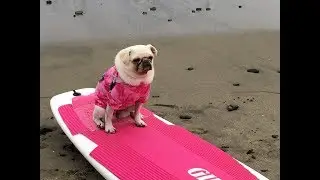 Dogs Surfing | Pacifica Dog Surf Competition