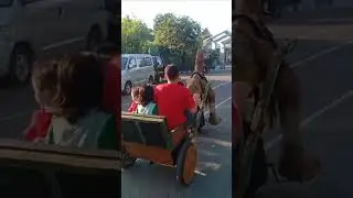 Parasaurus lagi kerja rodi #caricuan