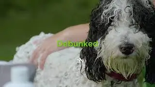 Odor Eliminating Dog Shampoo | How to Get Rid of Skunk Smell on My Dog (mini video)