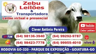 Zebu Leil&otilde;es - Goiatuba/GO