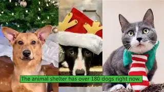 Opt to Adopt