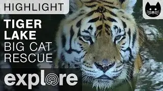 Andy the Tiger Plays Around - Big Cat Rescue Live Cam Highlight 10/20/17