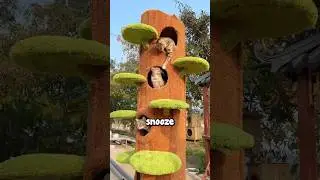 Making a Treehouse For Stray Cats 🐈❤️