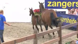 So good Z (Solid gold Z - Candillo Z)