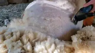 Shearing Before Lambing