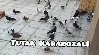 KARABOZALI TUTAK YAPTIM