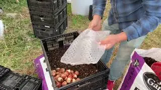 How to Force Tulips into production. (Part 1)