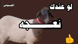 الكومى 👍  لو عندك نعجه كبيرة في السن تعمل ايه