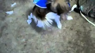 sampspuppy and his oofa loofa on his back