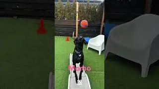 Sit Down & Beyond:  Portland's Luxury Dog Training, Boarding & Daycare facility.