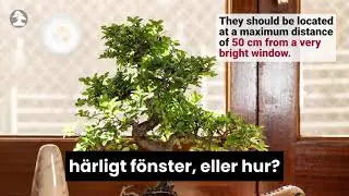 Mistral Bonsai - Grundl&auml;ggande sk&ouml;tsel f&ouml;r din bonsai inomhus