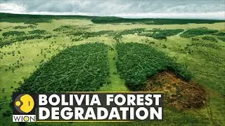 Bolivia: Forest fires ravage nature reserve | WION Climate Tracker | World Latest English News