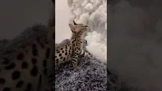 5 Minutes of a F1 Savannah kittens Personality