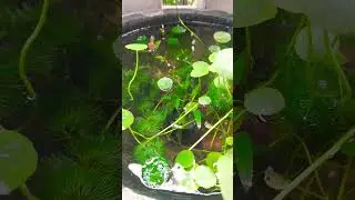 KOLAM IKAN FILOSOFIS || ANAK MEREKA TUMBUH DEWASA #kolam #kolamikan #pegagan #campingceria