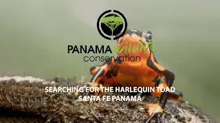 Searching for Harlequin Toad