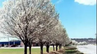 THE FRUITLESS TREES