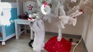 保護猫ちゃん、セラピーキャットデビュー✨👏