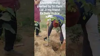 #Orphan alleovera#Being planted by Ram Lal Ji Ex DP my friend#KP2D#Dr.P.C.Jha.