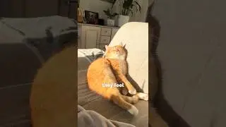 Стиль сна вашей кошки может рассказать о её настроении! #кошка #фактыокошках #фактыоживотных #you...