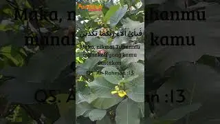 &ldquo;Masih Berani Mengeluh ? Allah Mengulang Ayat Ini 31 Kali
