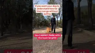 This Is Why Your Dog Won't Stop Leash Pulling  #dogtraining