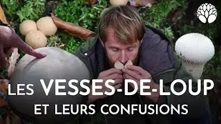 Les vesses-de-loup et leurs confusions !