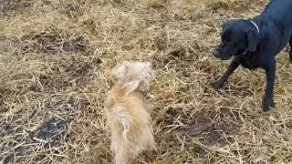 Finn and Bailey play