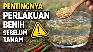 Mengenal Perlakuan Benih Sebelum Tanam: sebuah fondasi tanaman sehat dan subur. 