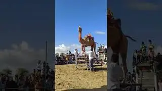 camel dance