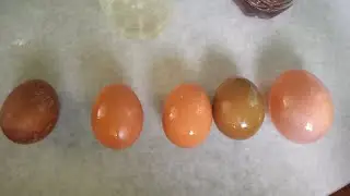 EKSPERIMEN RENDAM TELUR SELAMA 48 JAM ( 2 HARI )