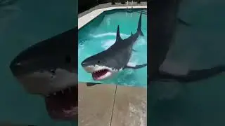 Plush shark turns into a real life 👍