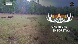 Le brame du cerf : une heure en forêt #2