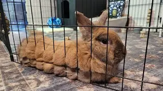 Short Bunny Video | I got him more toys!