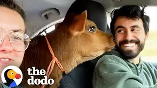Watch These Two Rescue Calves Become Peas In A Pod | The Dodo
