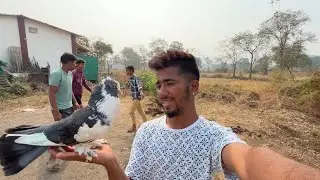 चार दिवसा नतंर घेऊन आलो Tiger ला भायर 🕊️|| jatin mhatre vlog || #pigeon #kabuter