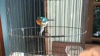 Kolibri wulung gacor di tingkiran
