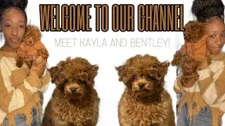 Welcome To Our Channel!! First Time Dog Mom | Month 1 With A Toy Poodle | Meet Me & Bentley Bear!