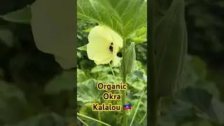 Okra / Kalalou Organic #Vegetable #okra #kalalou #plants