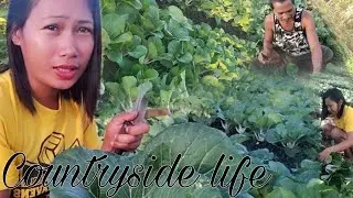LARGEST PETCHAY PLANTATION IN OUR COMMUNITY | EPE VLOG STUDIO