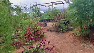 Bila sudah bersih hati pun senang sedap mata memandang🏡Backyard cleaning 🪴