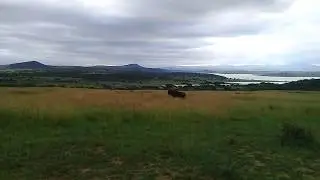 Wildebeest on the Game Drive at Spioenkop Dam