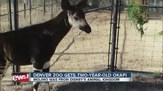 Okapi from Disney Florida has moved to the Denver Zoo