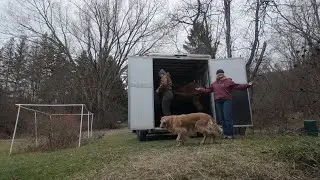 horse moves 
