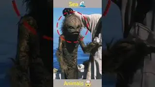 Unknown Ocean Animal Facts That Will Shock You! 🌊😲 #shorts
