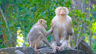 Relaxing vibe! A calm grooming session with monkey Katrina & Pongo | A quiet time