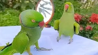 CocoCandy Parrot  is live!