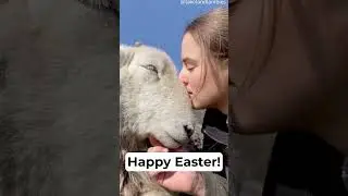 Lamb Therapy for Easter ❤️🐑 #shorts #youtubeshorts #animals