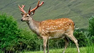 Deer in Toronto Canada Highway on channel &Eacute;toile Tube