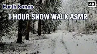 ​SNOW WALKING (1H) ❄️ Crunchy Footsteps in the French Forest (Doubs) ASMR No Music
