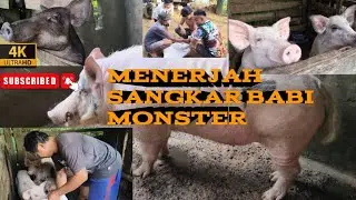 MENERJAH  SANGKAR BABI MONSTER SEBERAT 100 LEBIH KILOGRAM DI TATAU